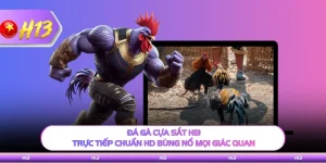 Đá Gà Cựa Sắt H13 - Trực Tiếp Chuẩn HD Bùng Nổ Mọi Giác Quan